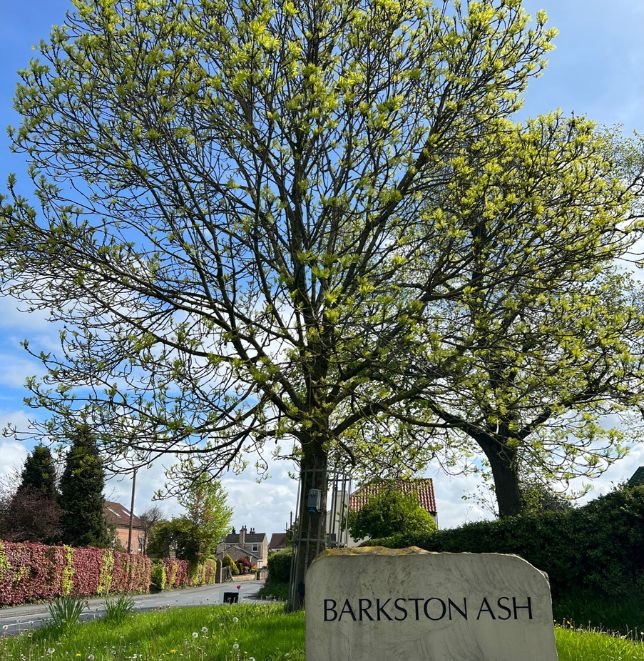 Barkston Ash tree